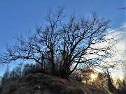 38 Maestosa pianta controluce sul sent. 531